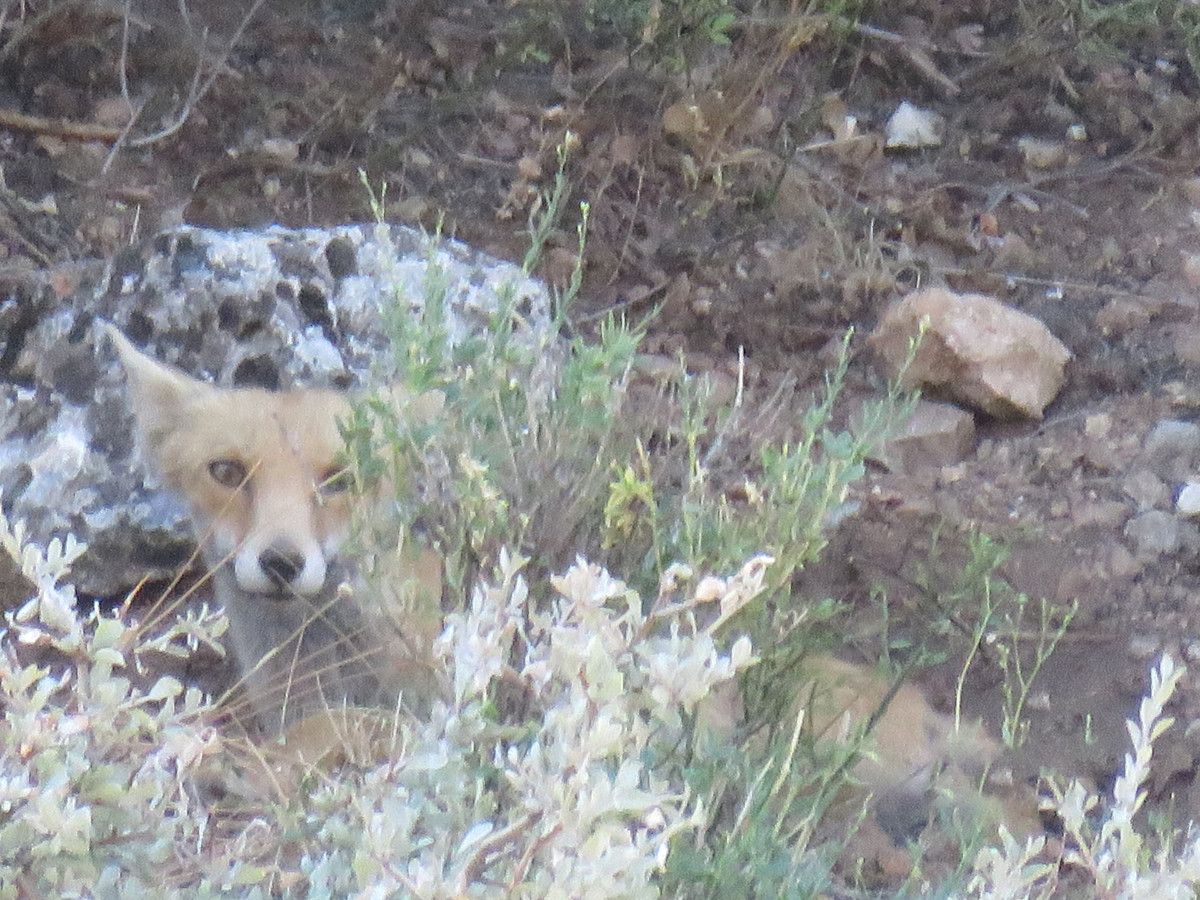 Doğa Koruma Uzmanlarından Açıklama