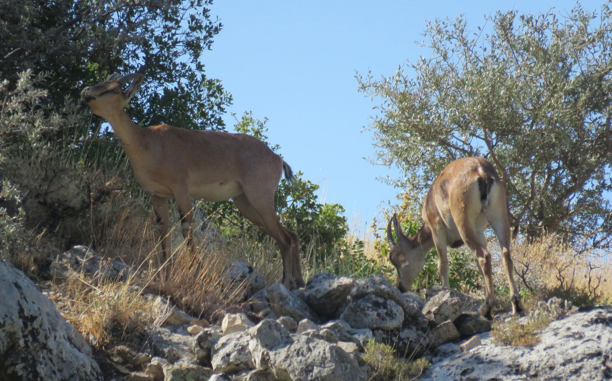Kahramanmaraş'ta Geyik Sürüsü Doğa Tutkunlarını Büyüledi