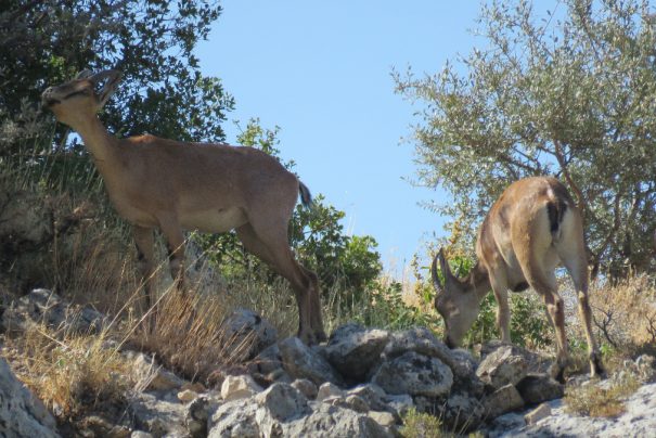 Kahramanmaraş’ta Geyik Sürüsü Doğa Tutkunlarını Büyüledi