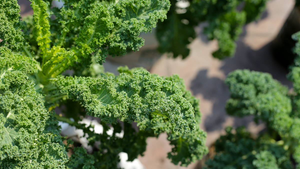 1. Hücreleri Güçlendiren ve Yaşlanmayı Yavaşlatan Antioksidanlar