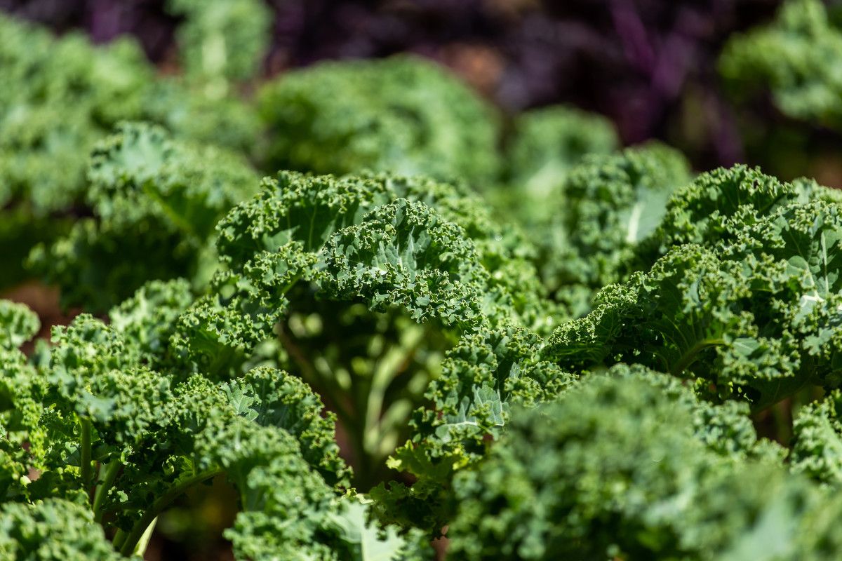 3. Göz Sağlığı ve Retina Koruyuculuğu