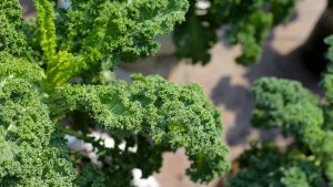 Kale Bitkisinin Sağlığa Mucizevi Faydaları ve Süper Besin Olarak Önemi