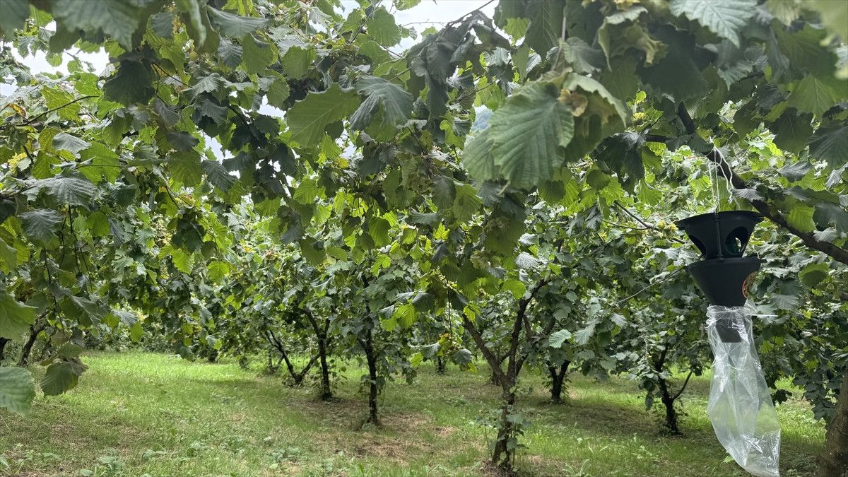 Olgunlaşmadan Fındık Toplamanın Zararları ve Uyarılar