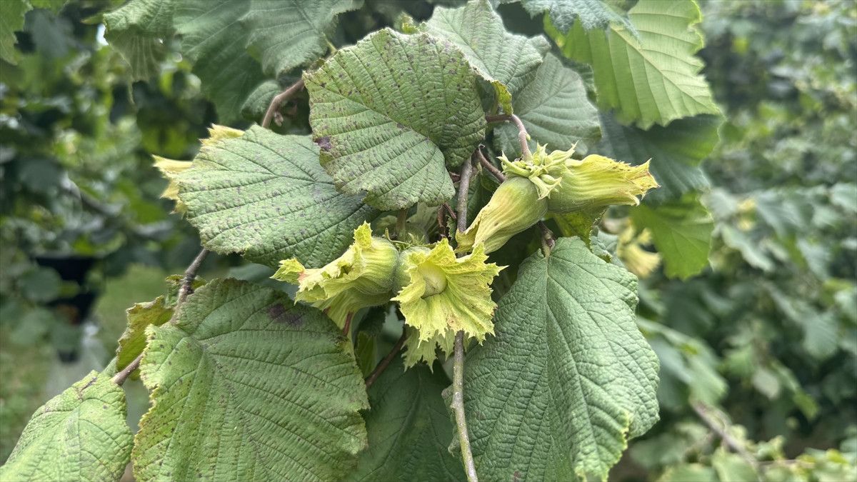 Verim ve Kalite Beklentileri