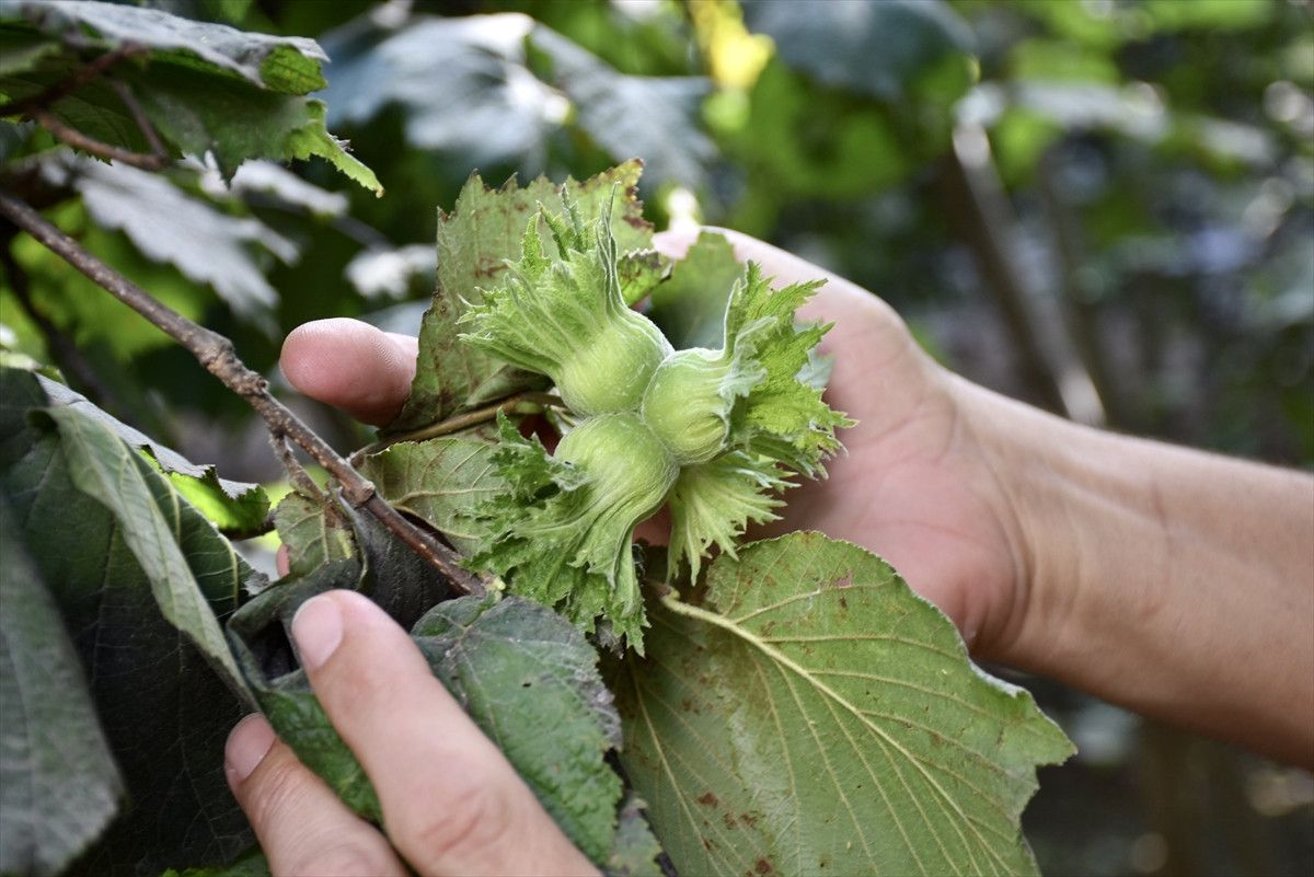 Üreticilerin Beklentisi ve Gelecek Planları