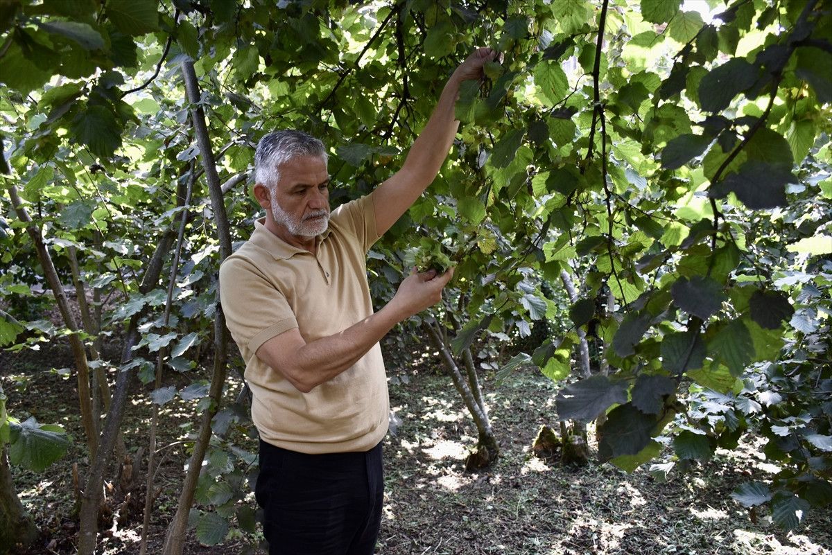 Ordu’da Fındık Hasatına Hazırlık