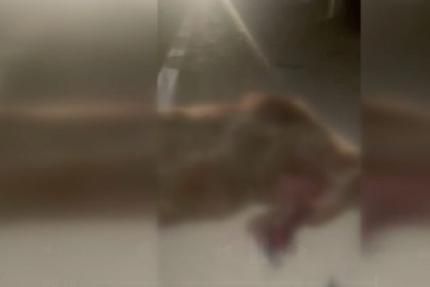 Kastamonu’da Kamyonetin Çarptığı Ayı ve 3 Yavrusu Hayatını Kaybetti