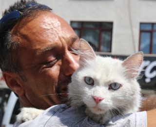 Kayıp Sağır Ankara Kedisi Pars’a Kavuşma Hikayesi