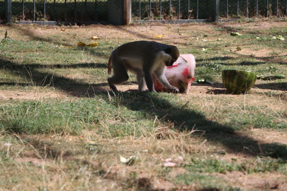 Sorumluların Açıklamalarıyla Serinleme Çalışmaları