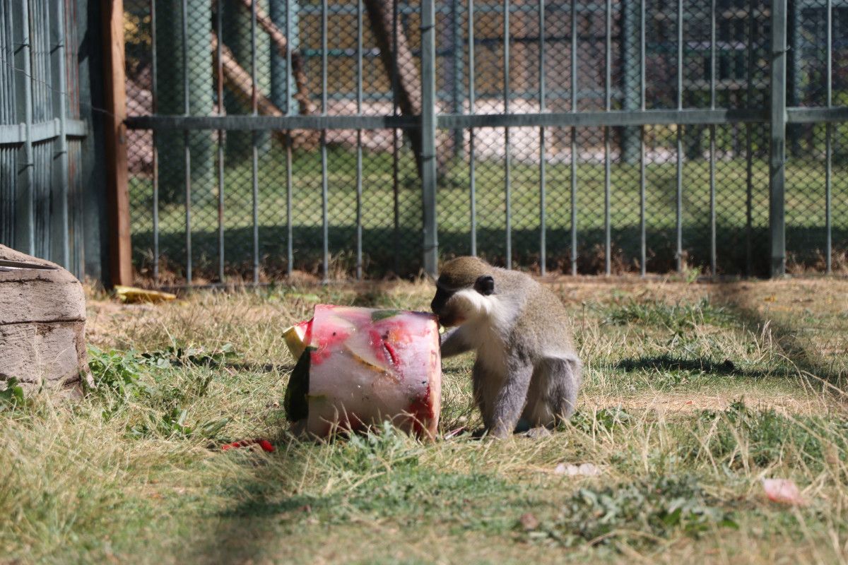 Kayseri'de Maymunlara Meyve Kokteylli Serinlik Deneyimi