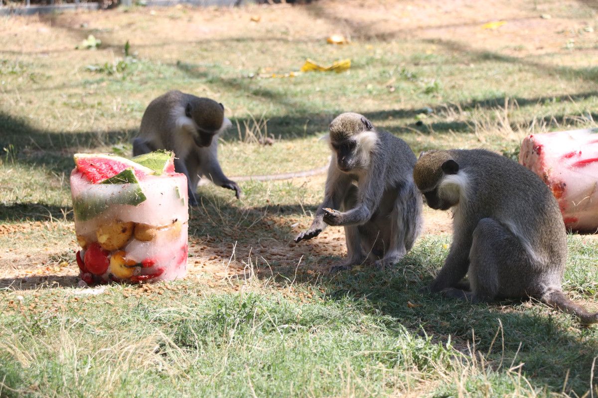 Kayseri'de Maymunlara Meyve Kokteylli Serinlik Deneyimi