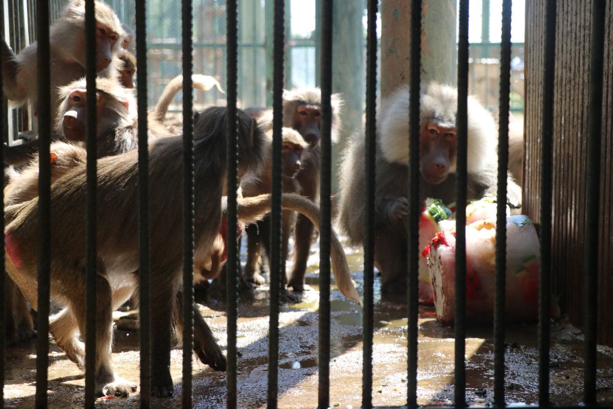 Kayseri'de Maymunlara Meyve Kokteylli Serinlik Deneyimi