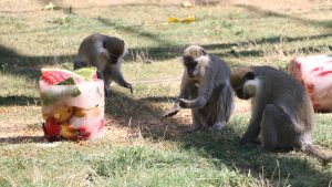 Kayseri’de Maymunlara Meyve Kokteylli Serinlik Deneyimi