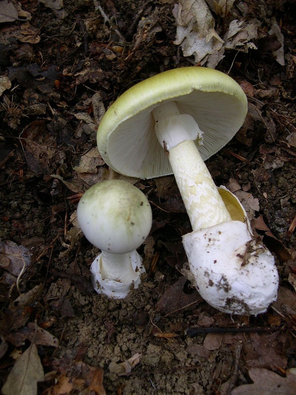 1. Ölüm Şapkası (Amanita phalloides)