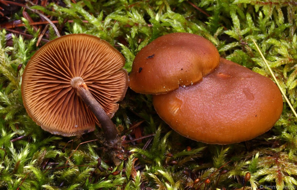 3. Cenaze Çanı (Galerina marginata)