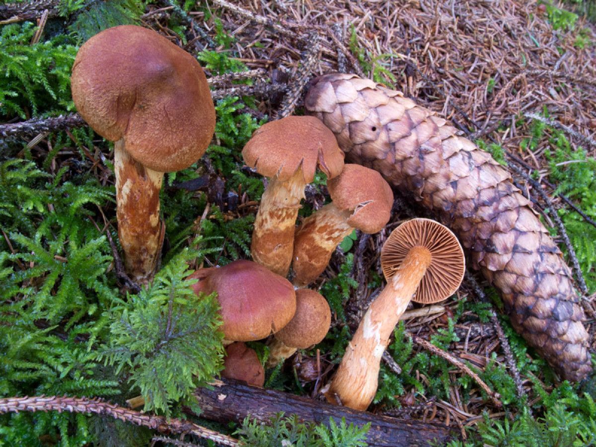 4. Ölümlü Örümcek Mantarları (Cortinarius orellanus ve Cortinarius rubellus)