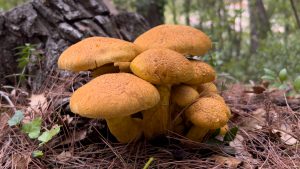 Kesinlikle Tüketilmemesi Gereken 4 Zehirli Mantar Türü