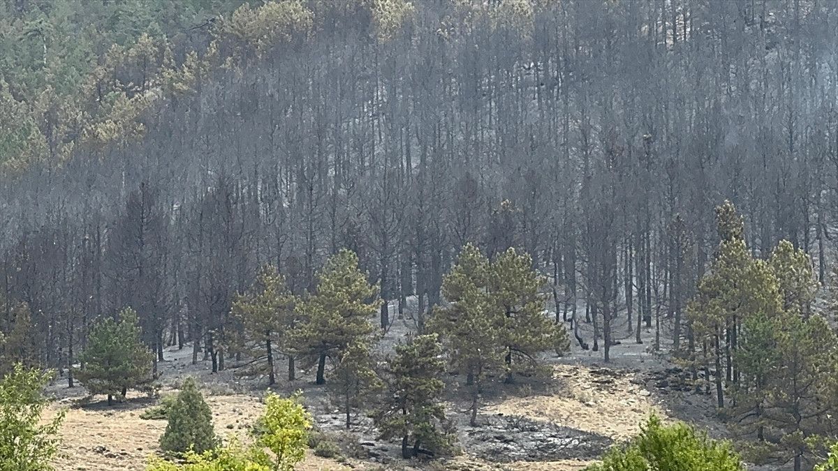 Konya'nın Doğanhisar İlçesinde Orman Yangını Çıkış Sebebi ve Güncel Durum