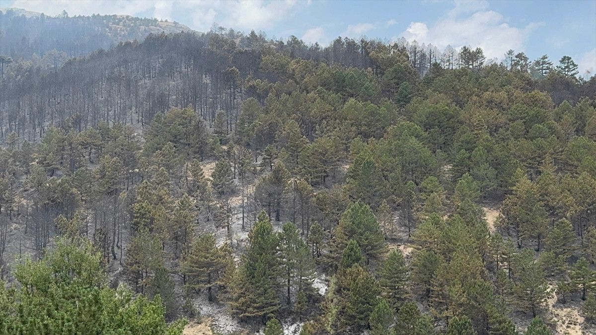 Konya'nın Doğanhisar İlçesinde Orman Yangını Çıkış Sebebi ve Güncel Durum