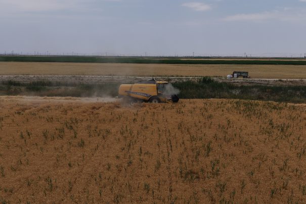 Konya’da Kuraklık ve Don Felaketinin Tarım Üzerindeki Etkileri