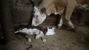 Malatya’da İlginç Doğum Olayı: İki Başlı Buzağı