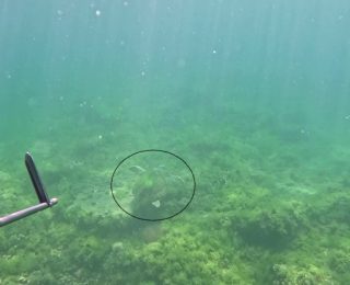 Marmara Denizi’nde Nadir Bir Doğa Olayı: Caretta Caretta Görüntülemesi