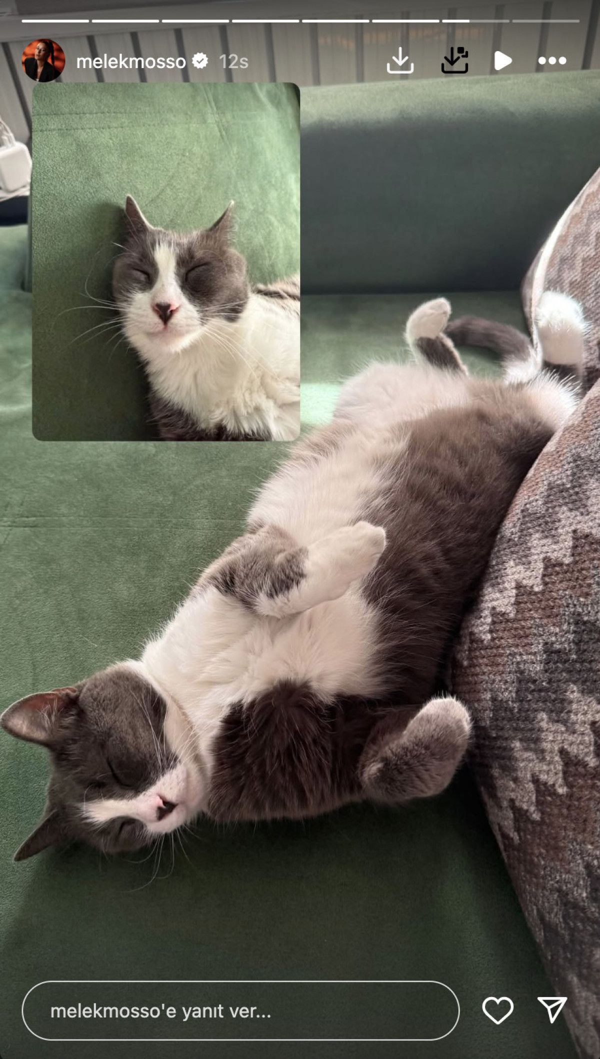 Melek Mosso'nun Kişisel Paylaşımı ve Kaybolan Kedisi