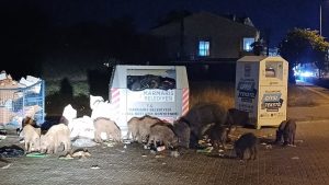 Muğla’nın Turistik Şehri Marmaris’te Yaban Domuzu Sorunu Büyüyor