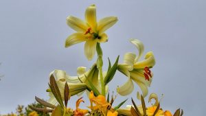 Ordu’nun Doğal Güzellikleri ve Endemik Bitkileri