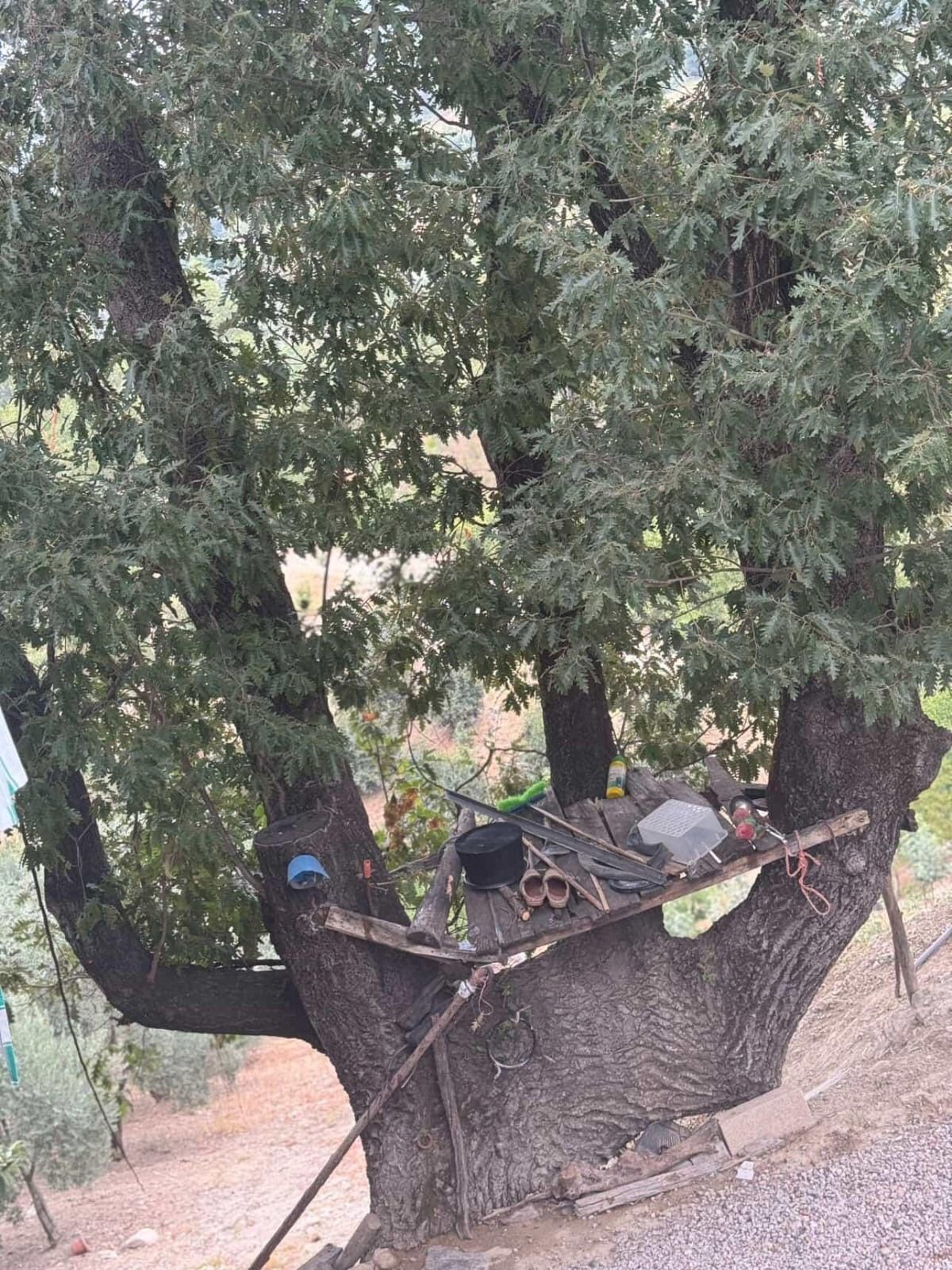 Aileden Gelen Sevgi ve Koruma İçgüdüsü