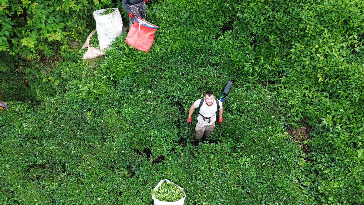 Rize'de Drone ile Çay Bahçesine Su Servisi Uygulaması