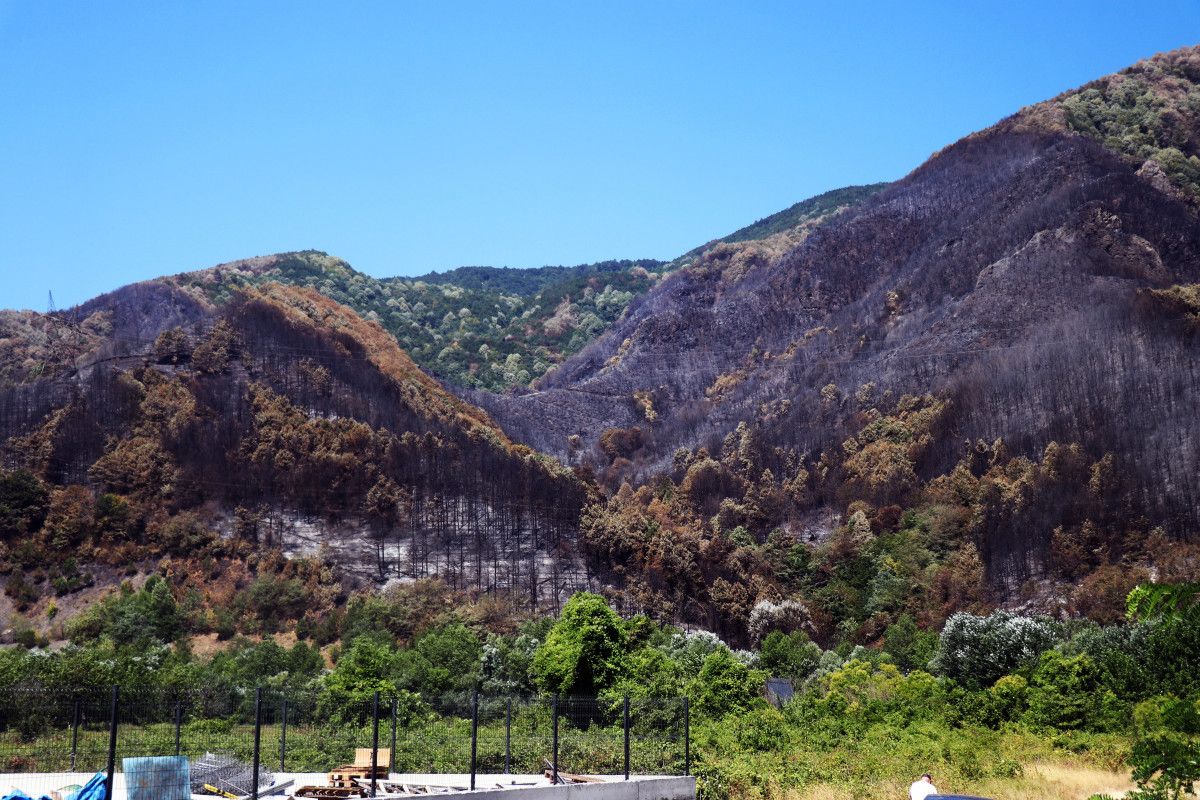 Yangının Sonrası Gözlemler ve Doğanın Durumu