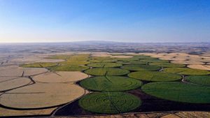 Şanlıurfa’da Araziler Sarı Renkle Canlandı