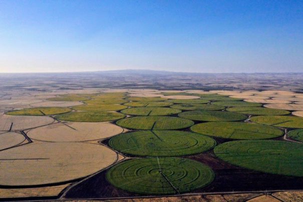 Şanlıurfa’da Araziler Sarı Renkle Canlandı