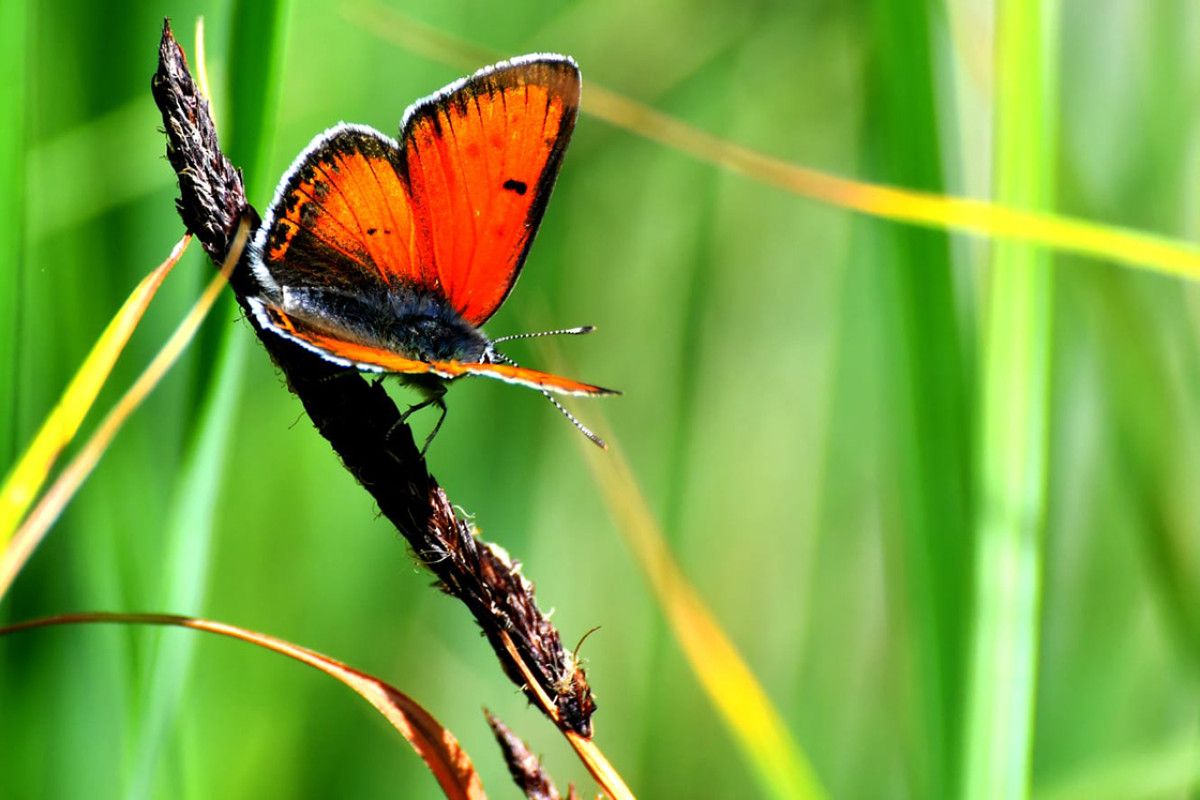 Sarıkamış'ta Bahar ve Kelebekler: Doğanın Uyanışı