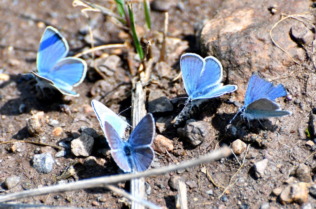 Mineralli Su Kaynaklarının Kelebekler Üzerindeki Etkisi