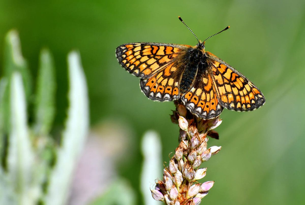 Doğanın Yeniden Canlanması ve Fotoğrafçılık Tutkunları