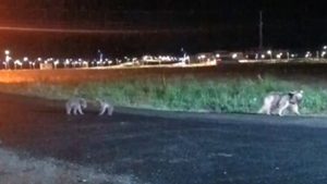 Sarıkamış’ta Yaban Hayatının Sevimli Anları: Anne ve Yavruları Ayıların Neşeli Gezintisi Kamerada