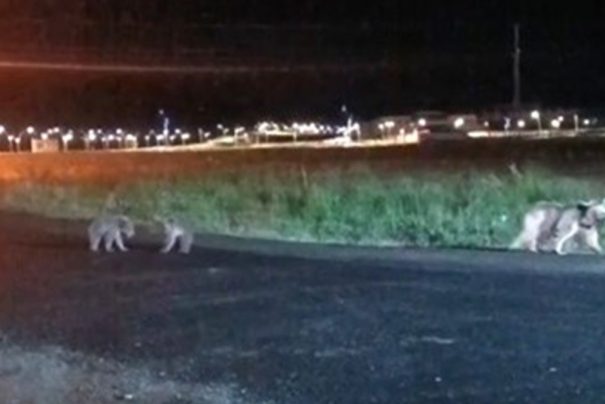 Sarıkamış’ta Yaban Hayatının Sevimli Anları: Anne ve Yavruları Ayıların Neşeli Gezintisi Kamerada