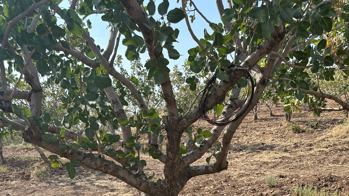 Siirt'teki Fıstık Bahçelerinde Aşırı Sıcaklık Uyarısı ve Önlemler