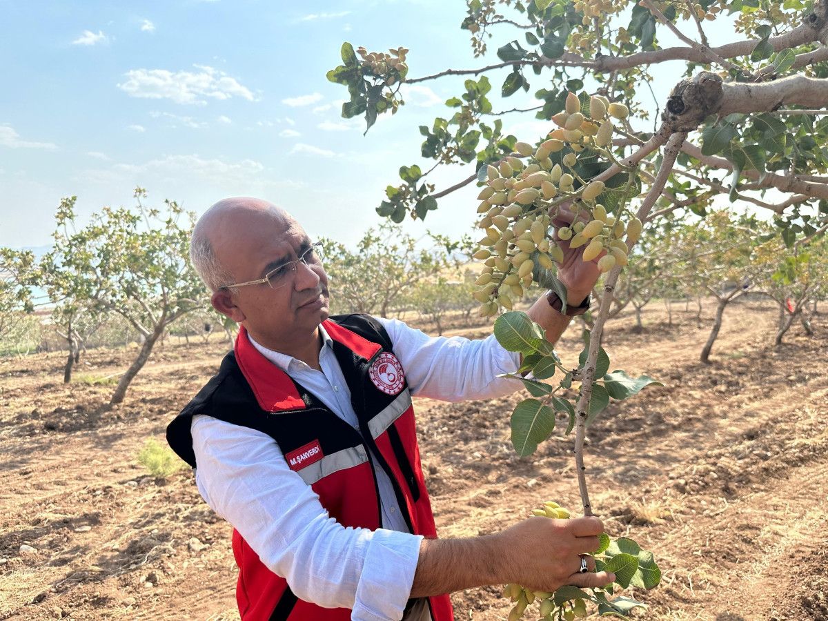 Siirt'teki Fıstık Bahçelerinde Aşırı Sıcaklık Uyarısı ve Önlemler