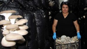 Sinopya Kadın Girişimi Kooperatifi’nin İlham Veren Başarı Hikayesi