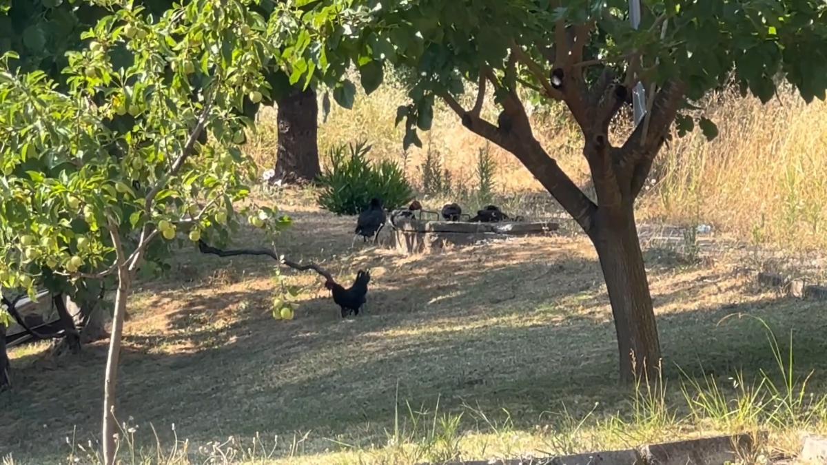 Subaşı Belde Belediyesi'nden Hayvan Besleme Konusunda Önemli Uyarı ve Yasal Uygulamalar