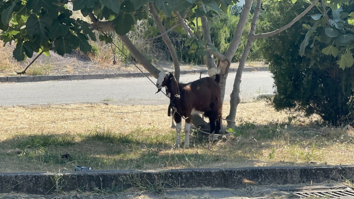 Subaşı Belde Belediyesi'nden Hayvan Besleme Konusunda Önemli Uyarı ve Yasal Uygulamalar