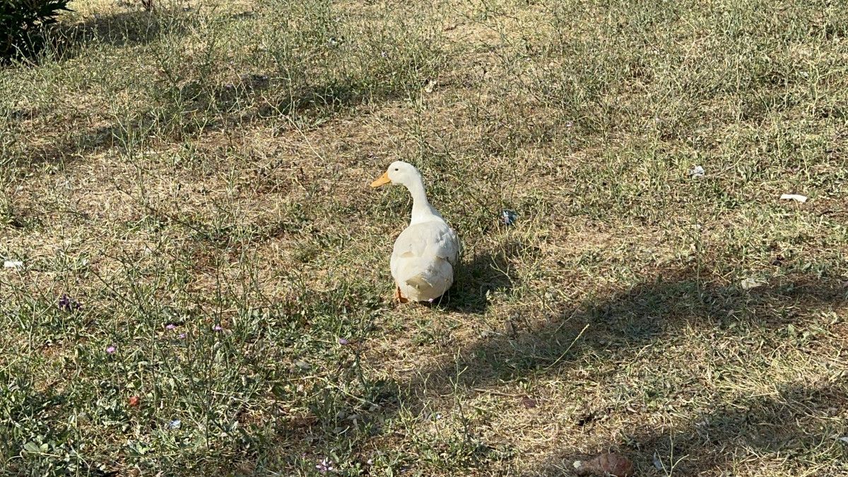 Subaşı Belde Belediyesi'nden Hayvan Besleme Konusunda Önemli Uyarı ve Yasal Uygulamalar
