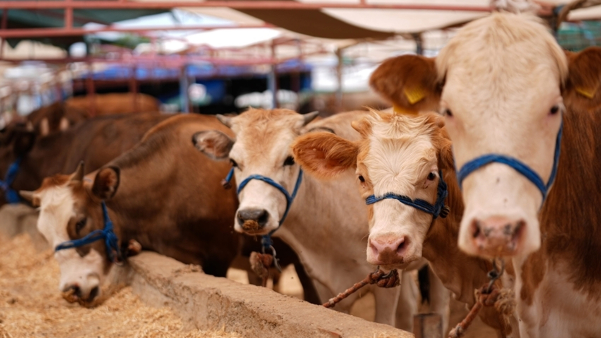 Türkiye’de SAT-1 Şap Hastalığının Önlenmesinde Hızlı Aşım ve Yayılım Çabaları