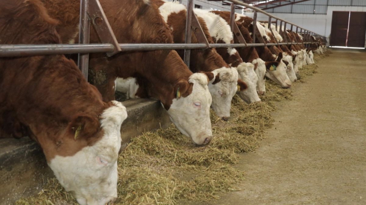 Yerli Aşı Üretiminde Büyük Başarı ve Günlük Üretim Kapasitesi