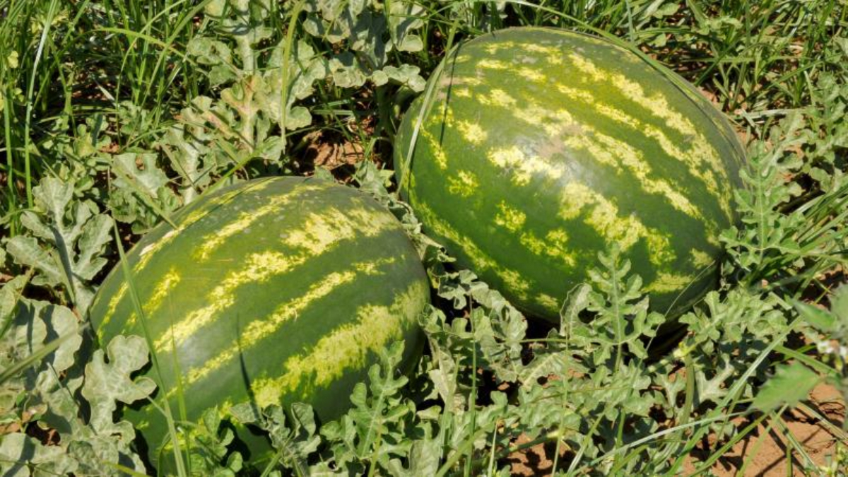 Yaz mevsiminin vazgeçilmezleri: Karpuz ve kavun