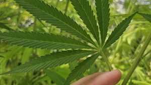 Tıbbi Amaçlı Kenevir Kullanımına Yönelik Yasal Düzenlemeler ve Uzman Değerlendirmeleri