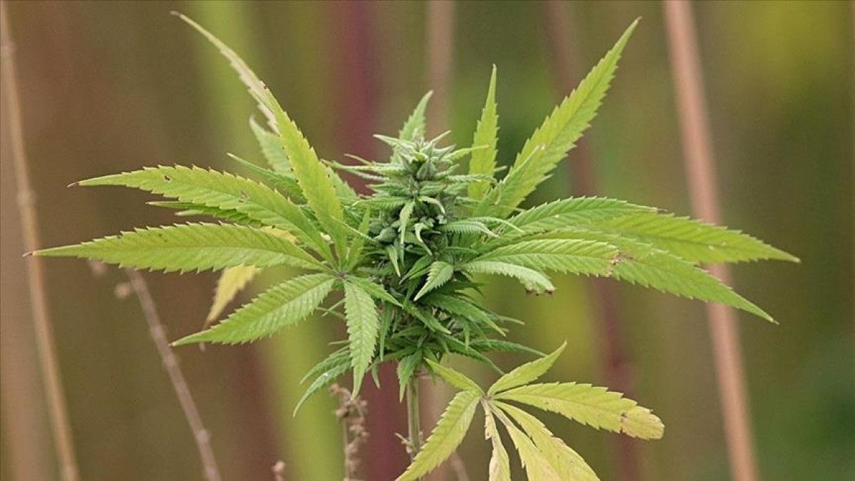 Yasallaşma ve Denetim Süreci